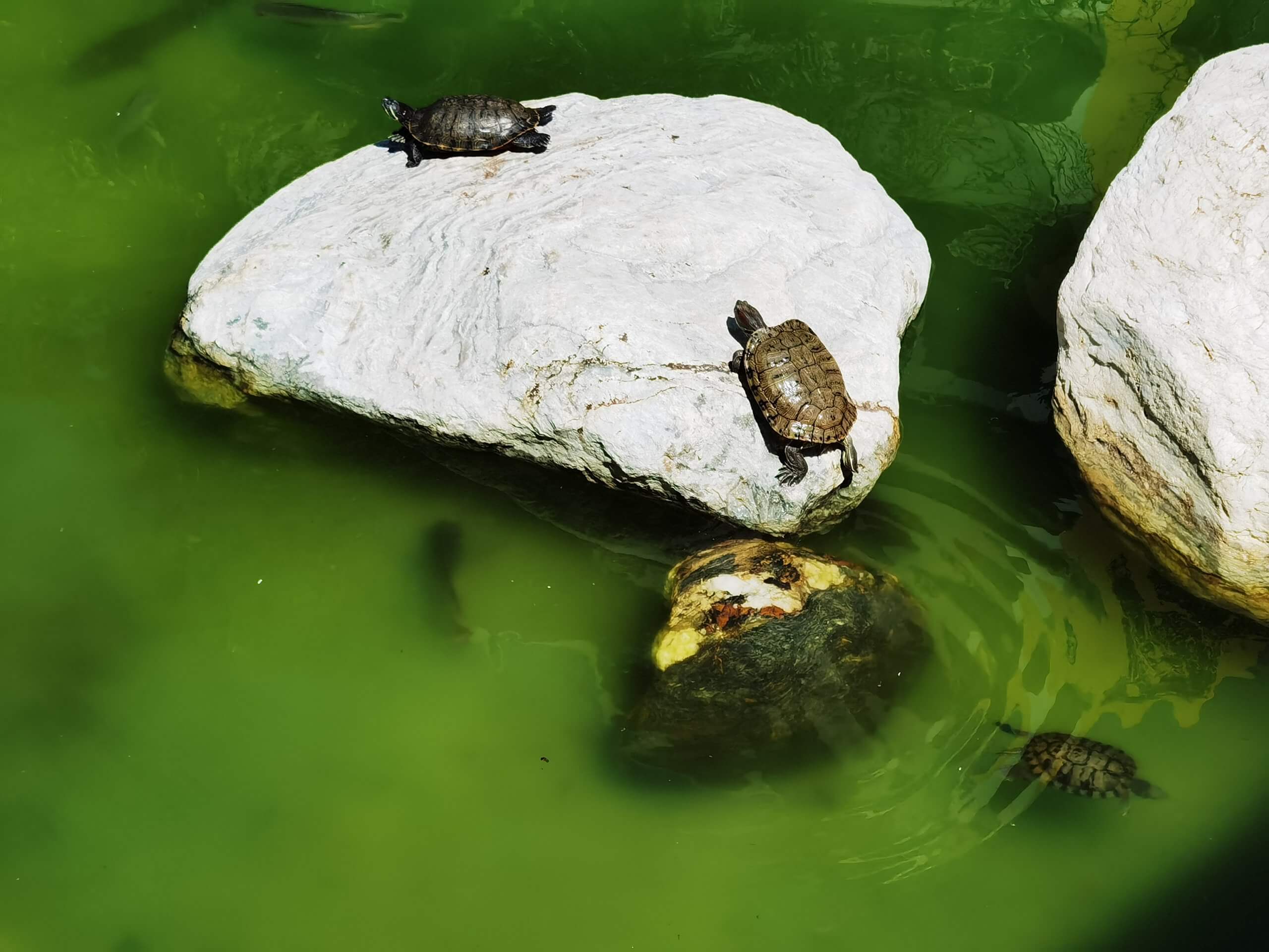 絶滅危惧種の淡水亀の不法飼育摘発 香港ポスト